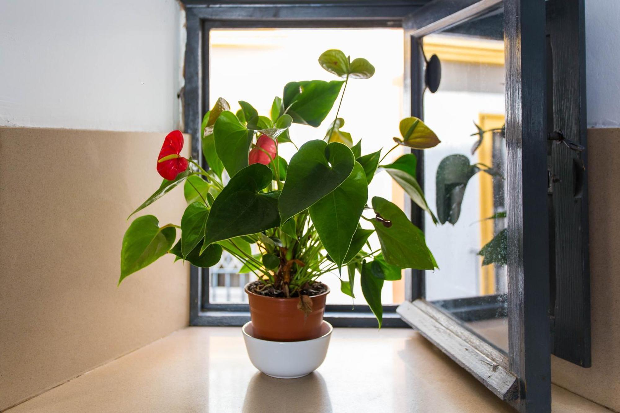 Corral Del Conde Apartment Seville Room photo